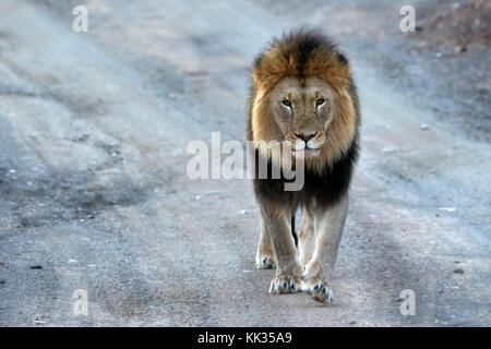 Close up of male lion dans le parc national Kruger, Afrique du Sud Banque D'Images