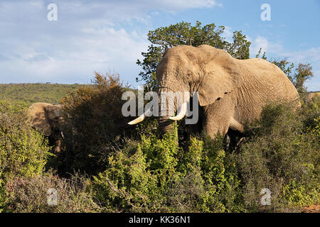 Les éléphants dans le parc national des éléphants d'Addo, afrique du sud. Banque D'Images