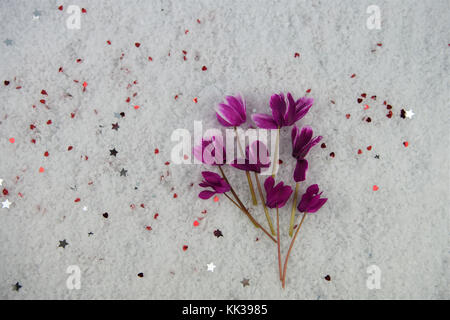 La photographie d'hiver image avec des fleurs de saison fraîchement coupées de cyclamen pourpre rose dans la neige et parsemé de petits cœurs rouges et silver stars Banque D'Images