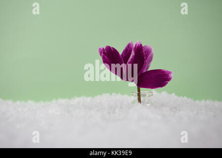 La photographie d'hiver libre de produits frais de saison coupe fleur de rose cyclamen pourpre dans de petits pot en verre placé dans la neige avec fond clair Banque D'Images