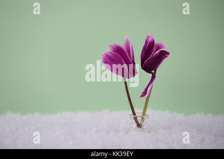 La photographie d'hiver libre de produits frais de saison coupe fleur de rose cyclamen pourpre dans de petits pot en verre placé dans la neige avec fond clair Banque D'Images