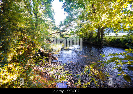 Une scène boisée sur la belle rivière Avon près du pont de Gara dans le Devon, en Angleterre Banque D'Images