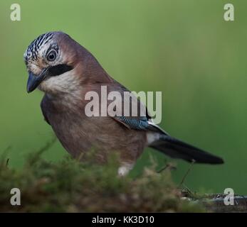 Jay Banque D'Images