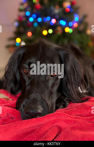 Couché à plat retriever noir, young dog sitting by Christmas Tree Banque D'Images