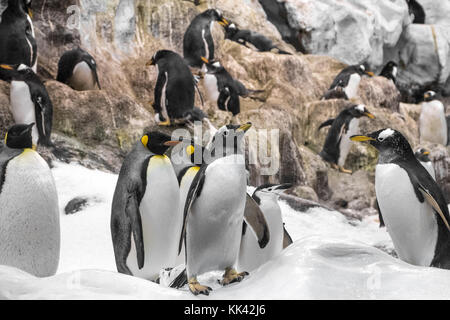 Jeune roi penguin , groupe de pingouins dans l'zoo - Banque D'Images