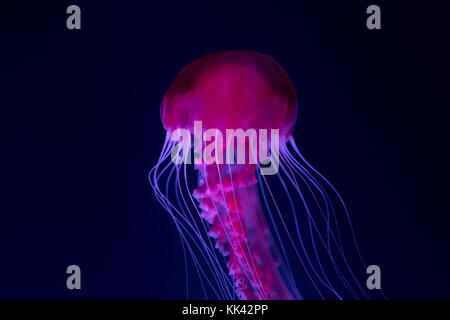 Dans l'aquarium de méduses méduses rose - Banque D'Images