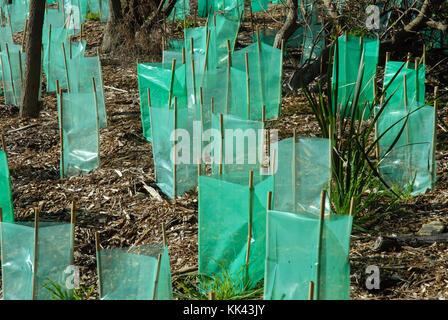 Les jeunes nouveaux arbres protégés par un abri en plastique tubes, Fremantle, Perth, Australie occidentale. Banque D'Images