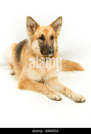 Golden Brown Berger allemand Alsacien chien couché sur fond blanc Banque D'Images
