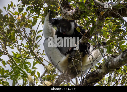 L'Indri (Indri Indri), le plus grand lémurien, livinh sur un arbre. Le Parc National Andasibe Mantadia. Madagascar, l'Afrique. Banque D'Images