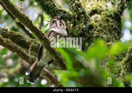 Une espèce endémique de courtes pattes (Ground-Roller Brachypteracias leptosomus) perché sur un arbre. Le Parc National Mantadia. Madagascar, l'Afrique. Banque D'Images