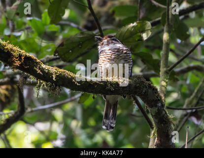 Une espèce endémique de courtes pattes (Ground-Roller Brachypteracias leptosomus) perché sur un arbre. Le Parc National Mantadia. Madagascar, l'Afrique. Banque D'Images