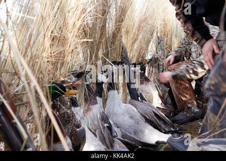 Chasseurs dans un aveugle avec la sauvagine morts alignés dans une rangée contre le pinceau sec pendant un voyage de chasse aux oiseaux aquatiques Banque D'Images