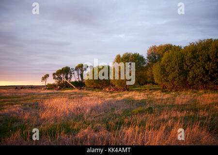 Belles prairies ouvertes à côté de grands arbres verts sous un ciel gris foncé tandis que le soleil se couche en milieu rural du Dakota du Nord, USA Banque D'Images