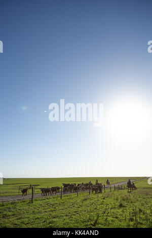 L'élevage cowboys cattle grazing in pasture derrière une clôture électrifiée sur sunny day, Kansas, États-Unis Banque D'Images