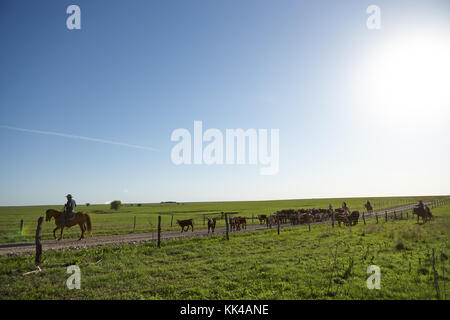 L'élevage des chevaux de cow-boys le pâturage du bétail dans les pâturages derrière une clôture électrifiée sur sunny day, Kansas, États-Unis Banque D'Images