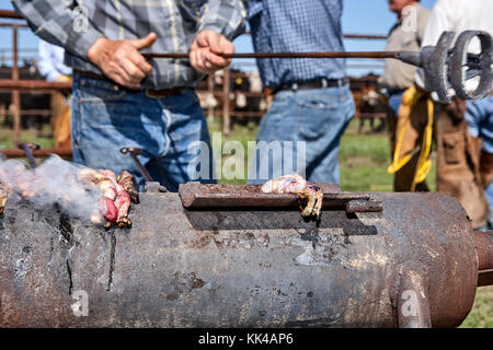 Man holding up non identifiables sur la tige de métal recouvert de grill cylindrique viande fumante à côté d'un groupe d'autres hommes de Flint Hills, Kansas, États-Unis Banque D'Images