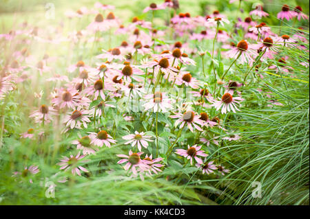 Echinacea purpurea fleurs roses d'été également connu comme Coneflowers image prise dans le doux soleil d'été Banque D'Images