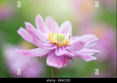 Image en gros plan d'un seul Japonais rose fleur de l'anémone ou Windflower Banque D'Images