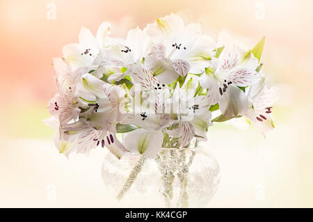 Lily péruvienne blanche et délicate des fleurs dans un vase en verre craquelé, fleurs aussi appelé alstroemerias Banque D'Images