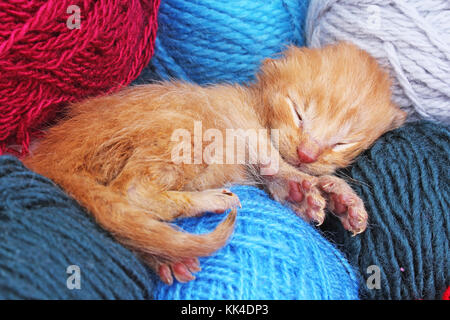New Born Baby sleeping cat cute. Belle petite quelques jours couleur crème orange. chaton nouveau-né abandonné chaton chat orange a sauvé. Banque D'Images