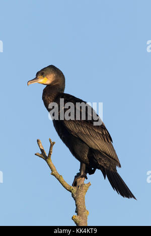 Grand Cormoran (Phalcrocorax carbo) se percher dans un arbre mort Banque D'Images