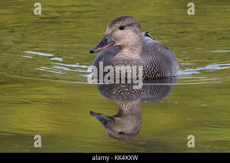 Le Canard chipeau mâle (Mareca (anciennement Anas strepera strepera)) piscine sur un étang Banque D'Images