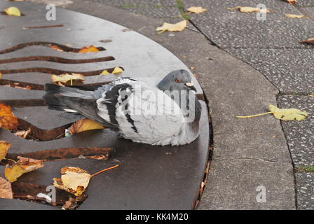 Pigeon assis dans le froid. Banque D'Images