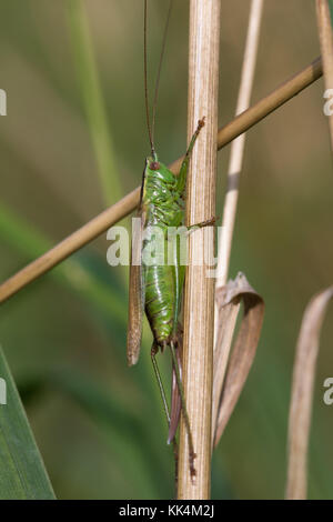 Long-winged Conehead femelle (Conocephalus discolor) sur une tige d'herbe morte Banque D'Images
