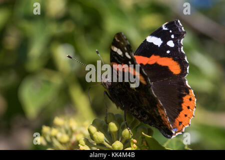 Vulcain (Vanessa atalanta) alimentation papillon sur le lierre (Hedera helix) fleurs Banque D'Images