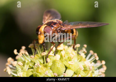 Volucella zonaria (Un hoverfly hornet-mimer) se nourrissant de lierre (Hedera helix) fleurs Banque D'Images