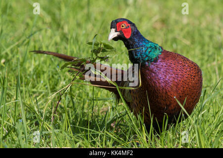 Homme Faisan de Colchide (Phasianus colchicus) manger des insectes d'une ortie Banque D'Images