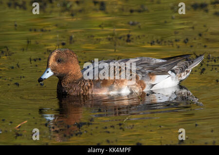 Le canard siffleur mâle (Mareca penelope (anciennement Anas penelope)) la mue du plumage éclipse en plumage d'hiver Banque D'Images