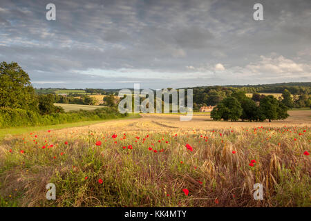 Coquelicots à Chartham Downs, North Downs, Canterbury, Kent, UK Banque D'Images