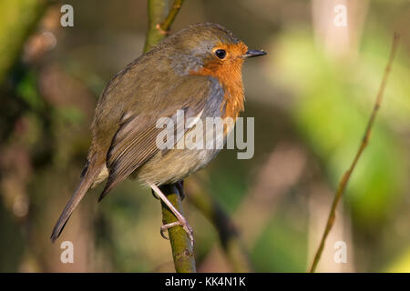 European Robin (Erithacus rubecula aux abords) Banque D'Images