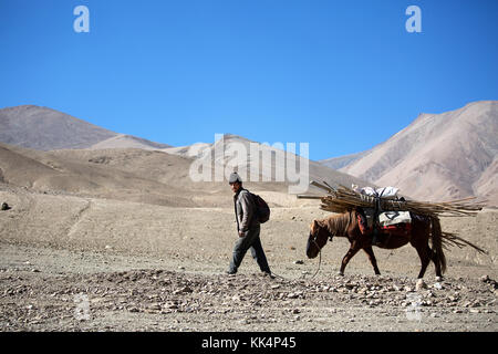 L'homme local avec une mule - mode de transport, le Ladakh, le Jammu-et-Cachemire, en Inde. Banque D'Images
