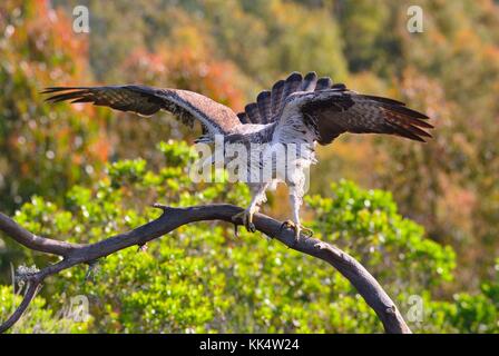 Belle vue sur l'aigle de Bonelli avec spreaded wings on tree branch.bokeh Banque D'Images