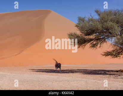 Une antilope oryx à l'abri du soleil sous un arbre dans le désert de Namibie Banque D'Images