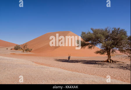 Une antilope oryx à l'abri du soleil sous un arbre dans le désert de Namibie Banque D'Images