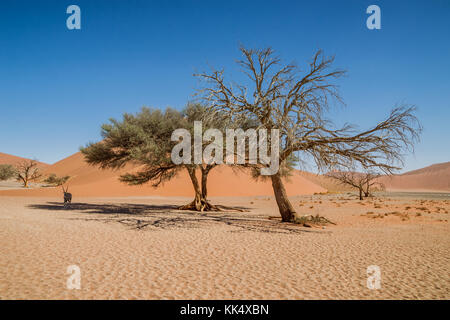 Une antilope oryx à l'abri du soleil sous un arbre dans le désert de Namibie Banque D'Images