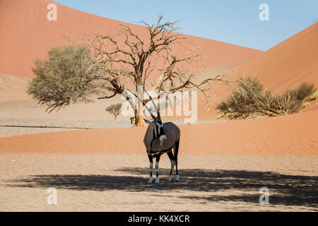 Une antilope oryx à l'abri du soleil sous un arbre dans le désert de Namibie Banque D'Images