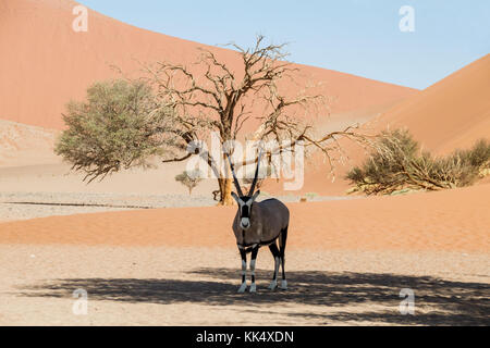 Une antilope oryx à l'abri du soleil sous un arbre dans le désert de Namibie Banque D'Images