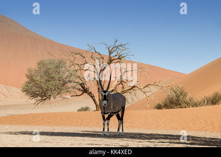 Une antilope oryx à l'abri du soleil sous un arbre dans le désert de Namibie Banque D'Images