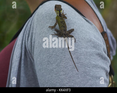 De près de l'arrière d'un lézard vert assis sur une épaule d'une femme qui porte un chandail gris et rouge haut. Banque D'Images