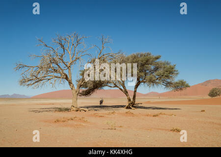 Une antilope oryx à l'abri du soleil sous un arbre dans le désert de Namibie Banque D'Images