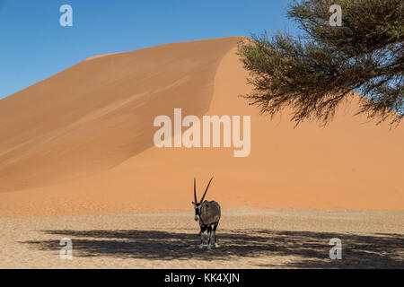 Une antilope oryx à l'abri du soleil sous un arbre dans le désert de Namibie Banque D'Images