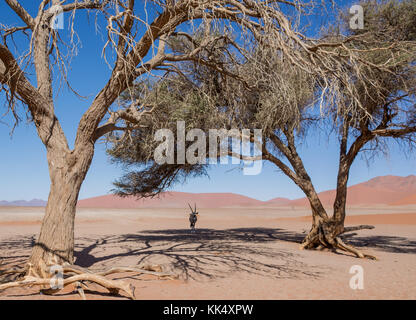 Une antilope oryx à l'abri du soleil sous un arbre dans le désert de Namibie Banque D'Images