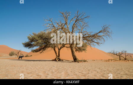 Une antilope oryx à l'abri du soleil sous un arbre dans le désert de Namibie Banque D'Images