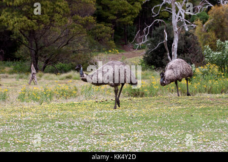 Les émeus dans la réserve naturelle Tower hill australie victoria Banque D'Images