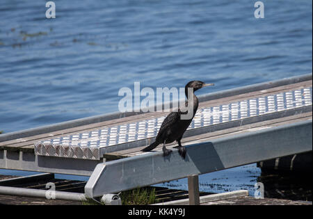 Grand cormoran perché sur ponton de lakeside à Ballarat victoria australie Banque D'Images