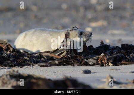 Phoque gris (Halichoerus grypus) Pup Helgoland Allemagne Banque D'Images